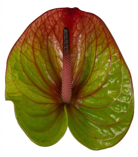 Absolute Anthurium