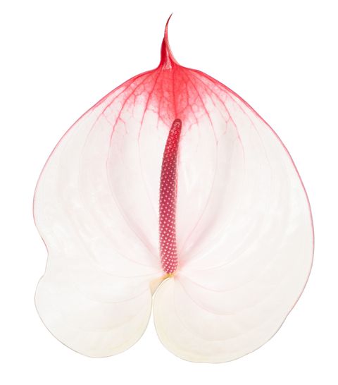 Cumbia Anthurium