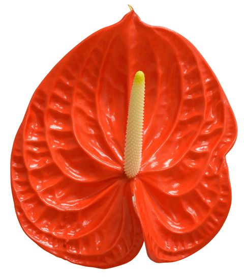 Naranja Anthurium