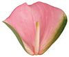anthurium-snijrassen-festino-roze-201999