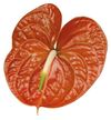anthurium-snijrassen-terrasol-bruin-200676
