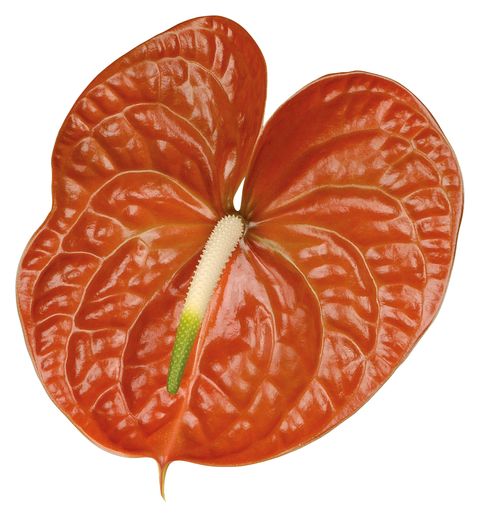 Terrasol Anthurium