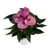 anthurium-potplanten-louisiana-paars-207954