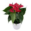 anthurium-potplanten-kalua-rood-207435