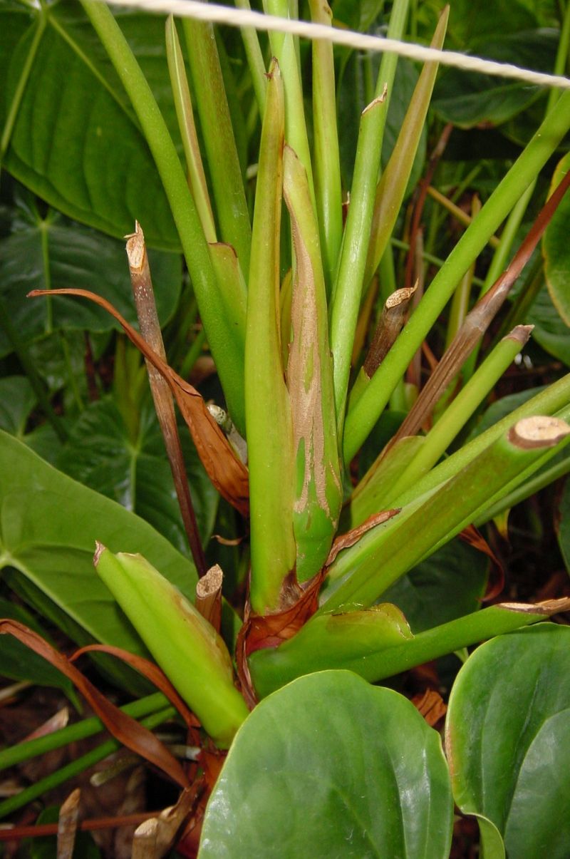 Effective Thrips Control in Anthurium - Anthura's Proven Methods