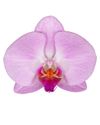 phalaenopsis-potplanten-lila-107717-0