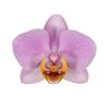 enphalaenopsis-pot-lilac-107123-0
