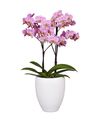 enphalaenopsis-pot-lilac-107123-1