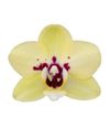 enphalaenopsis-pot-yellow-108096-0