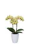 enphalaenopsis-pot-yellow-108096-1
