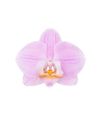 phalaenopsis-potplanten-roze-108261-0