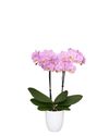 enphalaenopsis-pot-pink-108261-2