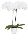 phalaenopsis-potplanten-wit-109297-1