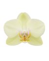 enphalaenopsis-pot-green-109350-0