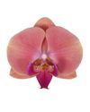phalaenopsis-potplanten-koper-109682-0