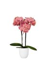 phalaenopsis-potplanten-koper-109682-1
