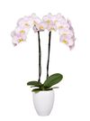 phalaenopsis-potplanten-lila-109773-1