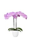 enphalaenopsis-pot-pink-109957-1
