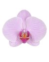 phalaenopsis-potplanten-roze-110454-0