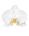 enphalaenopsis-pot-white-110285-0