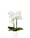 enphalaenopsis-pot-white-110285-1