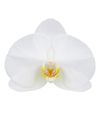 phalaenopsis-potplanten-wit-104794-0