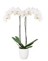 phalaenopsis-potplanten-wit-104794-1