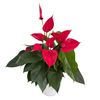 anthurium-potplanten-melodia-ibis-rood-207736