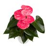anthurium-potplanten-mandisa-roze-207355