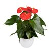 enanthurium-pot-amirante-orange-206267