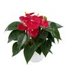 enanthurium-pot-toreador-red-220667