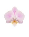 phalaenopsis-potplanten-lila-107889-0