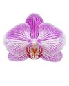 enphalaenopsis-pot-pink-108435-0
