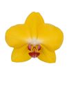 phalaenopsis-potplanten-geel-108449-0