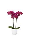 enphalaenopsis-pot-purple-108998-1