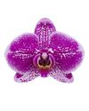 enphalaenopsis-pot-lilac-109172-0