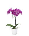 enphalaenopsis-pot-lilac-109172-1