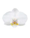 enphalaenopsis-pot-white-109236-0