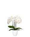 enphalaenopsis-pot-white-109236-1