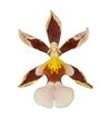 enexclusive-orchids-600252-0
