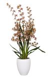 enexclusive-orchids-600252-1