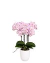 phalaenopsis-potplanten-annecy-lila-107889-1
