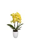 phalaenopsis-potplanten-arezzo-geel-105417