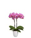 enphalaenopsis-pot-karlsruhe-pink-106001