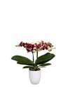 phalaenopsis-potplanten-catania-geel-108102