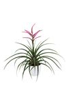 bromelia-potplanten-roze-700320-2