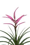 esbromelia-para-maceta-rosa-700320-1