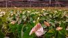 Cut Anthuriums in greenhouse Florance Flora