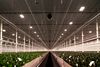 LED lighting in new greenhouse