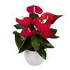 enanthurium-pot-valentino-red-207341